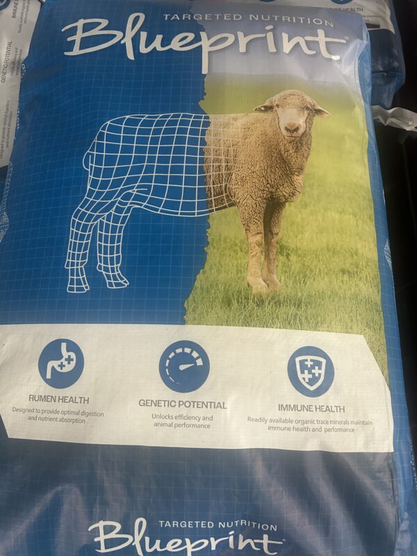 Hubbard Goat And Sheep