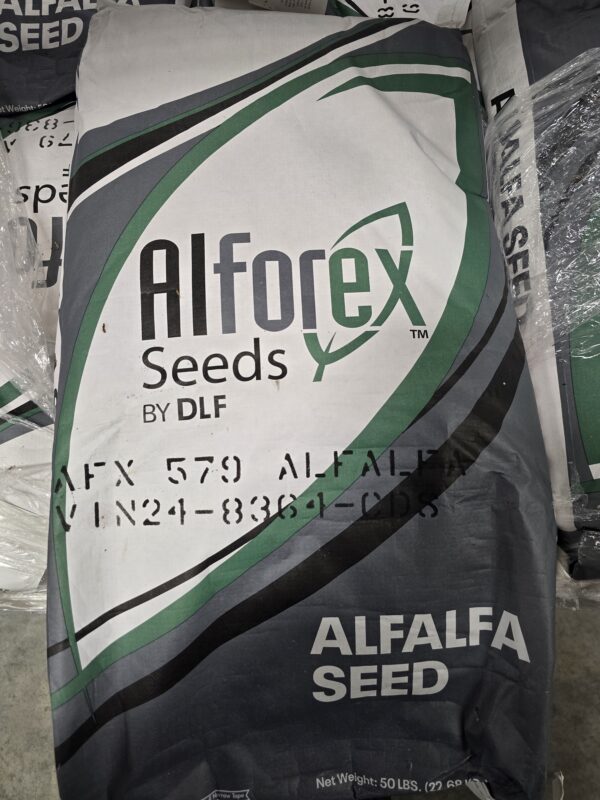 Alfalfa Seed