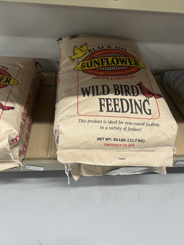Black Oil Sunflower Seed